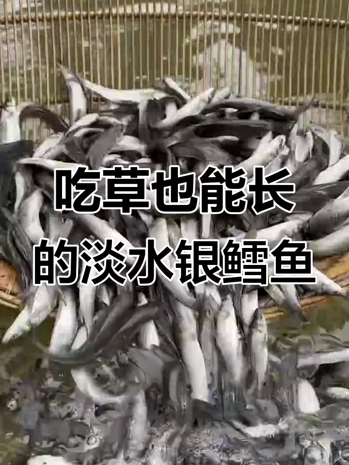 草食淡水银鳕鱼,一年长三斤,最大能到三十斤