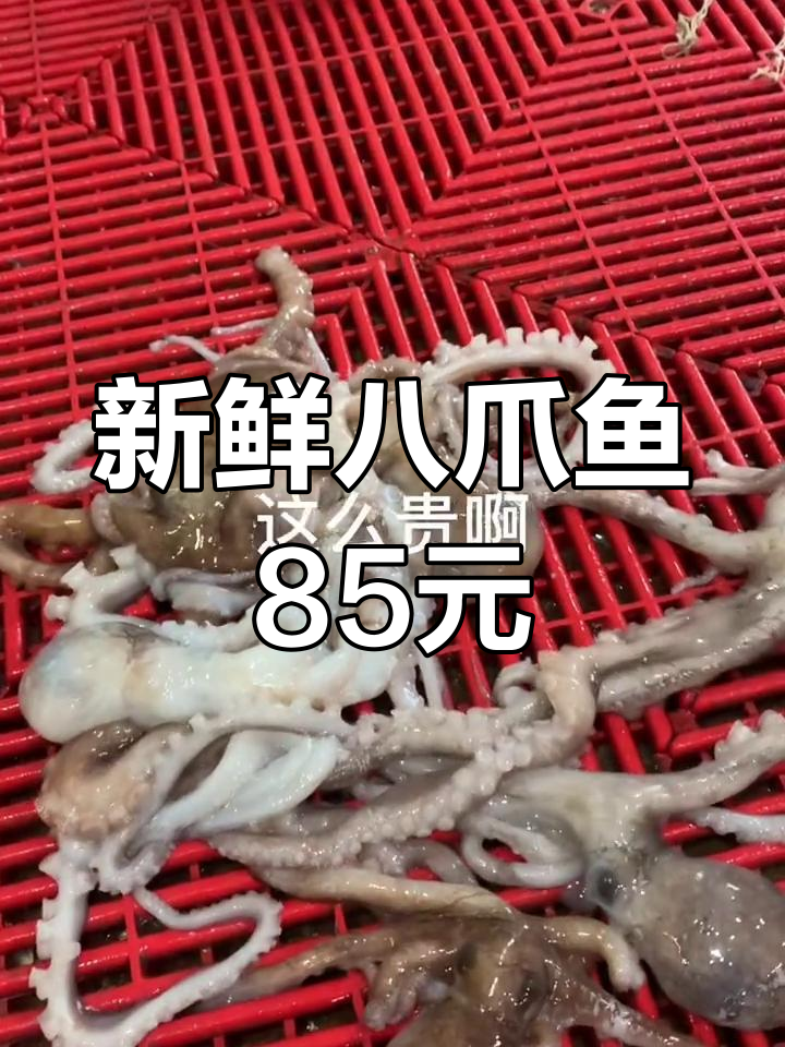 码头上八爪鱼价格揭秘,85元一斤!