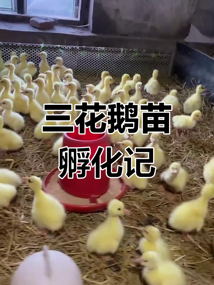 哈尔滨彬子孵化场:三花鹅苗的成长与保暖技巧