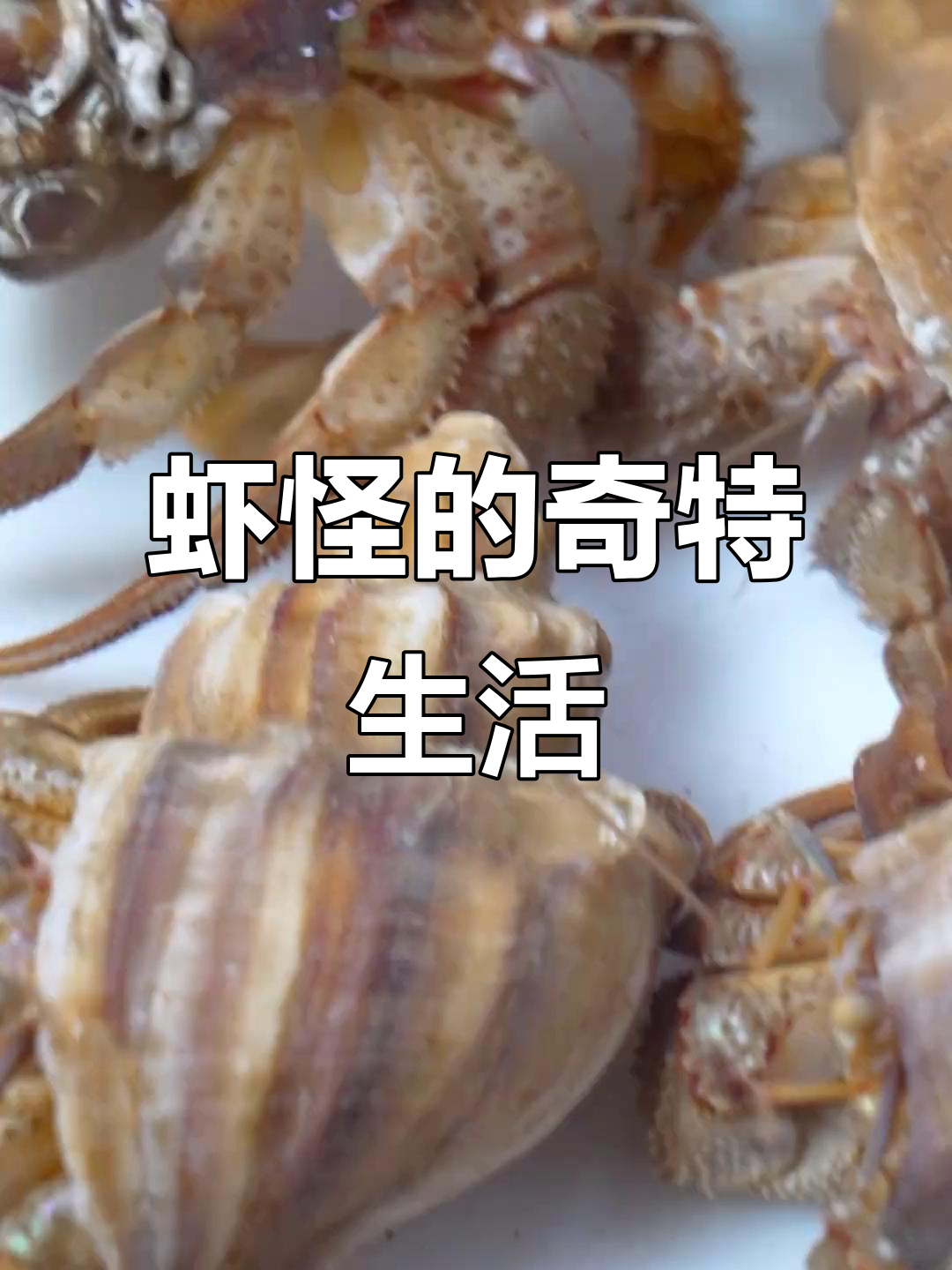 虾怪:帝王蟹的近亲,软体动物也能寄居海螺壳