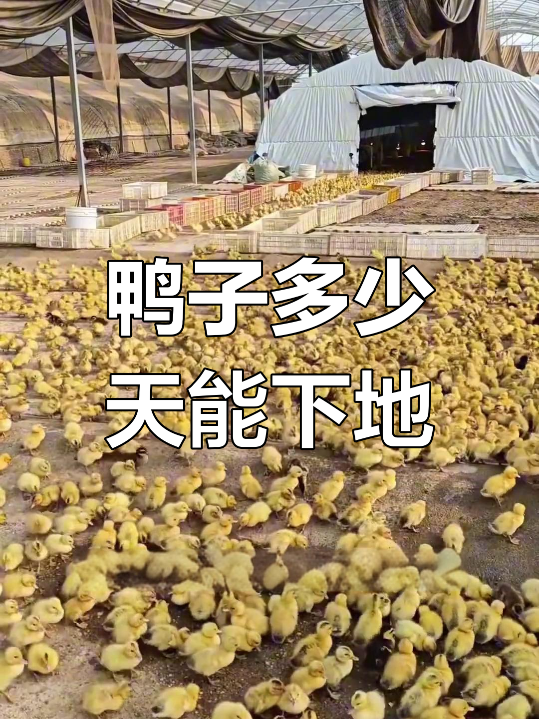 小鸭脱温时机揭秘:夏季与冬季有何不同