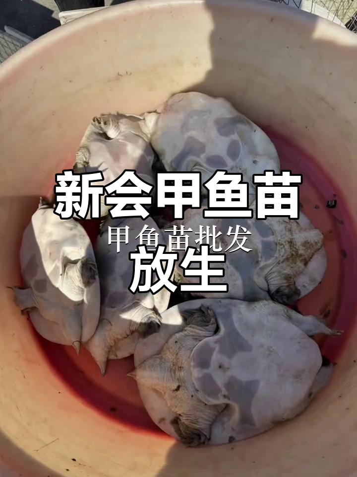 江门新会鱼苗场:甲鱼苗放生潮汕,感受自然与生命的和谐