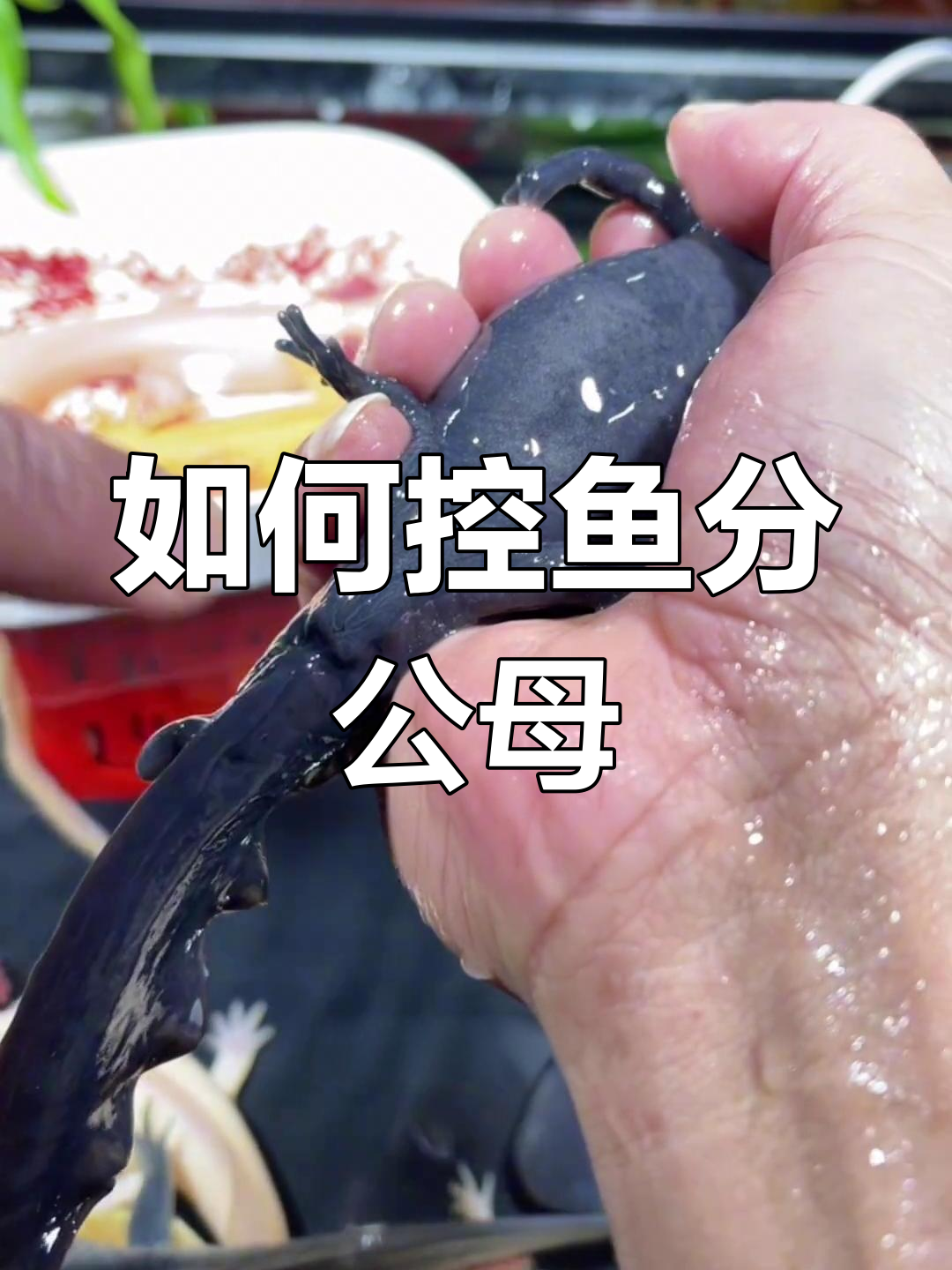 六角恐龙鱼公母分辨技巧与指甲颜色解析