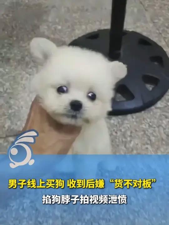 男子线上买狗,收到后嫌“货不对板” 掐狗脖子拍视频泄愤。