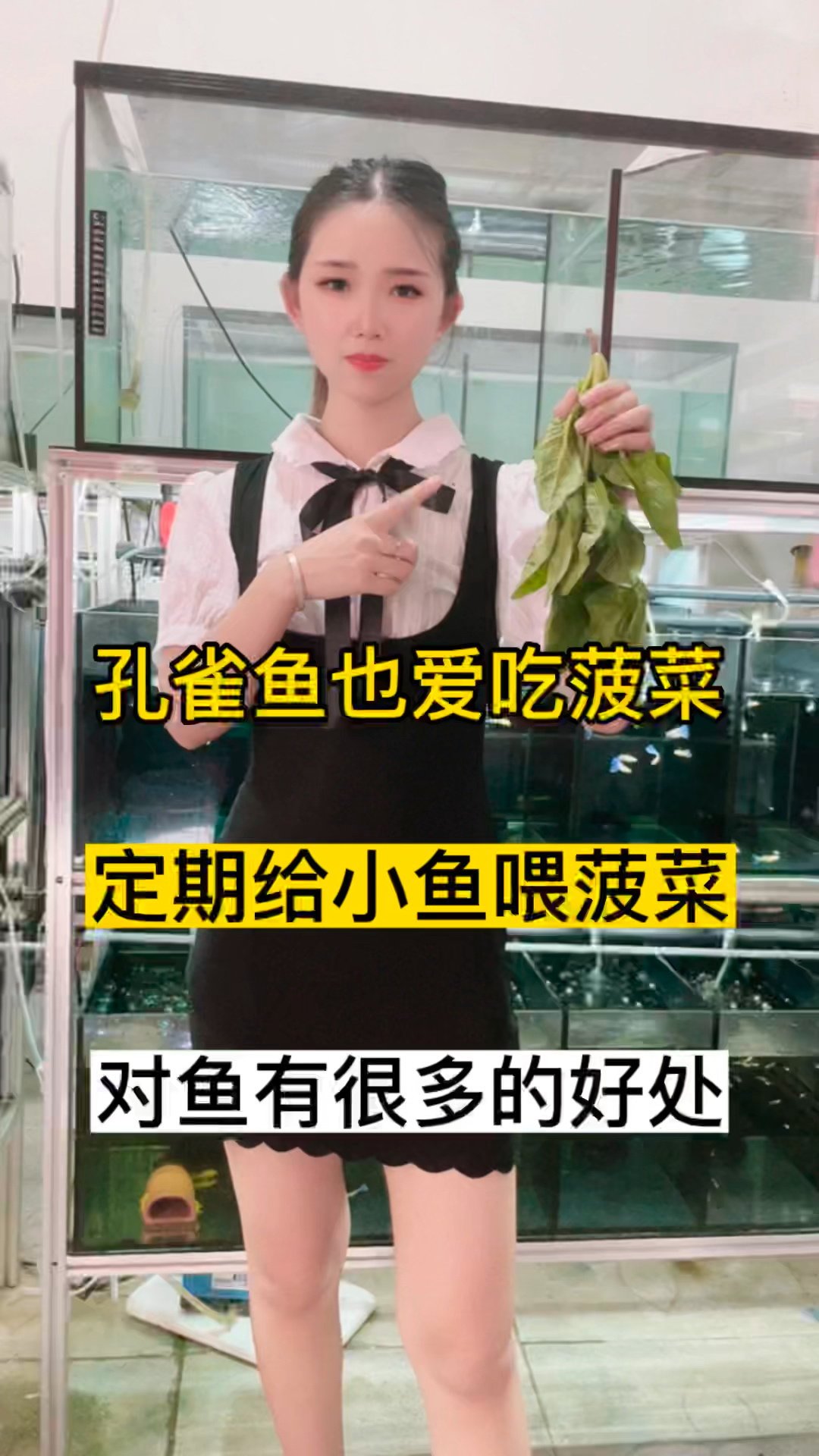 孔雀鱼也爱吃菠菜