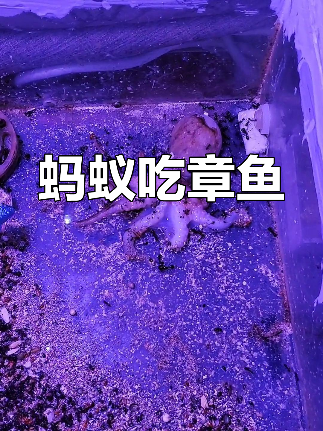 章鱼伪装术大揭秘,蚂蚁竟然能吃章鱼!