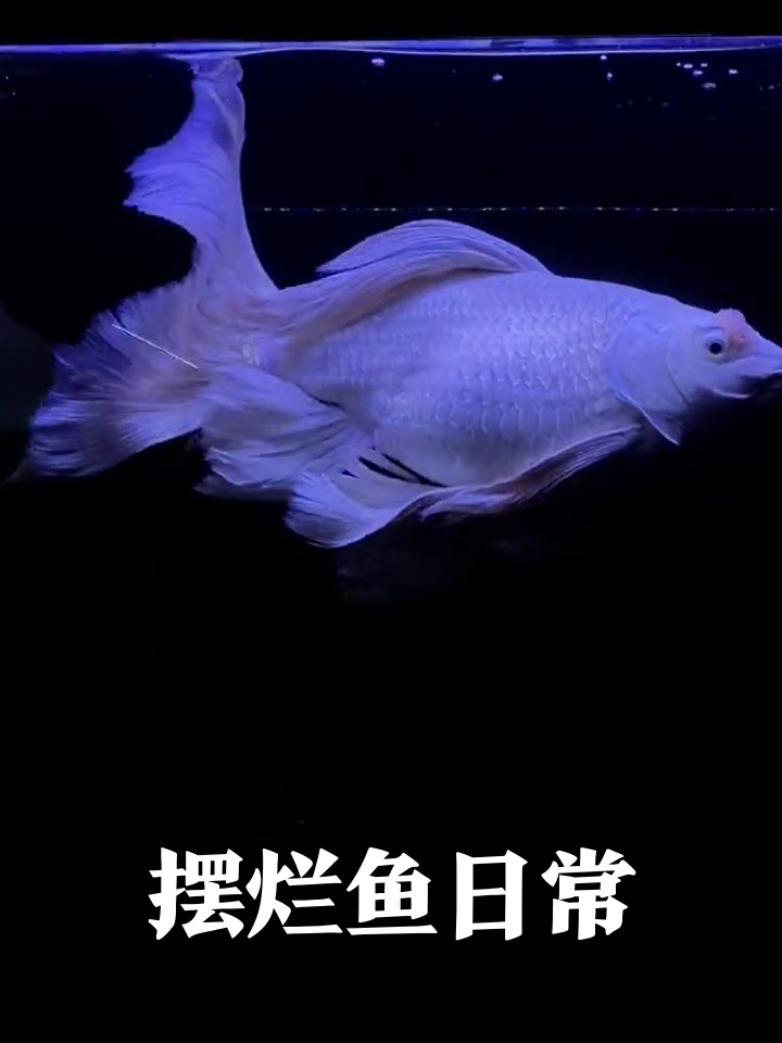鱼缸摸鱼冠军！大白金鱼摆烂式游泳笑翻网友