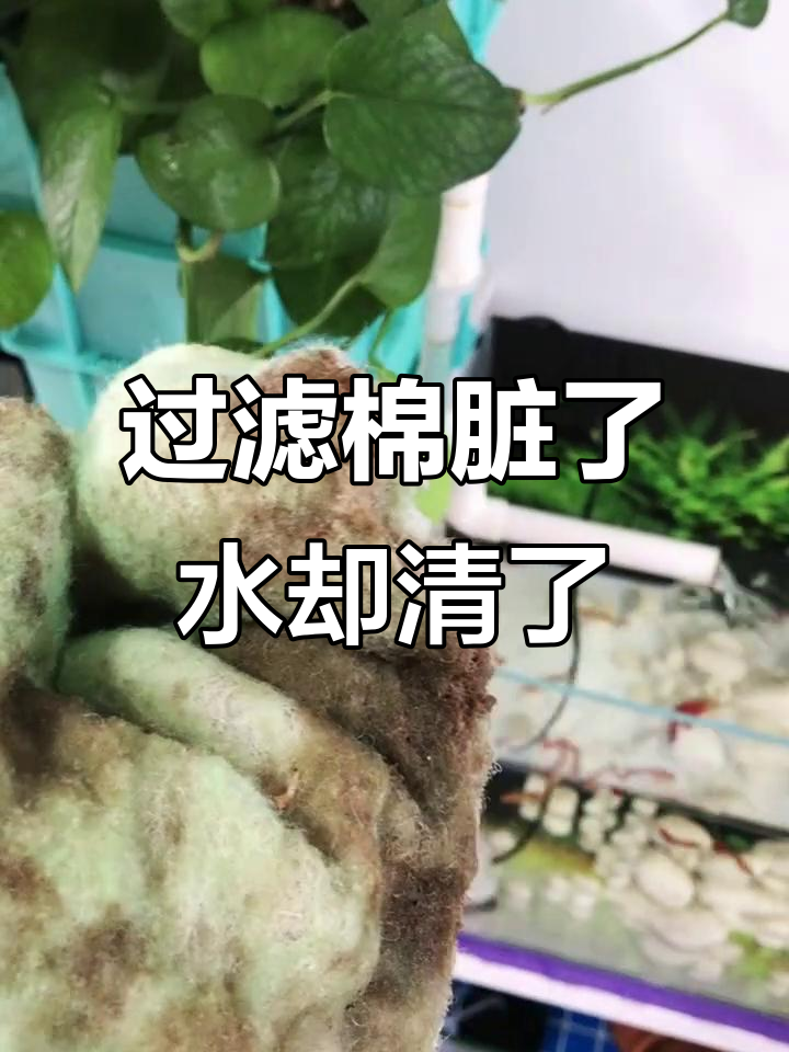 鱼缸过滤棉越脏,水质反而更清澈?揭秘养鱼的神奇经验