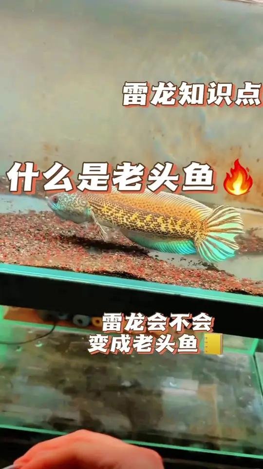 老头鱼 雷龙鱼是不会变成老头鱼的 雷龙鱼 黄金眼镜蛇雷龙 巴卡雷龙 红帝王黑魔神 观赏鱼