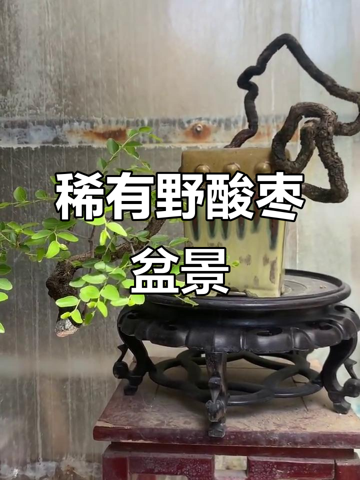 野酸枣盆景:寻觅不可得的珍品