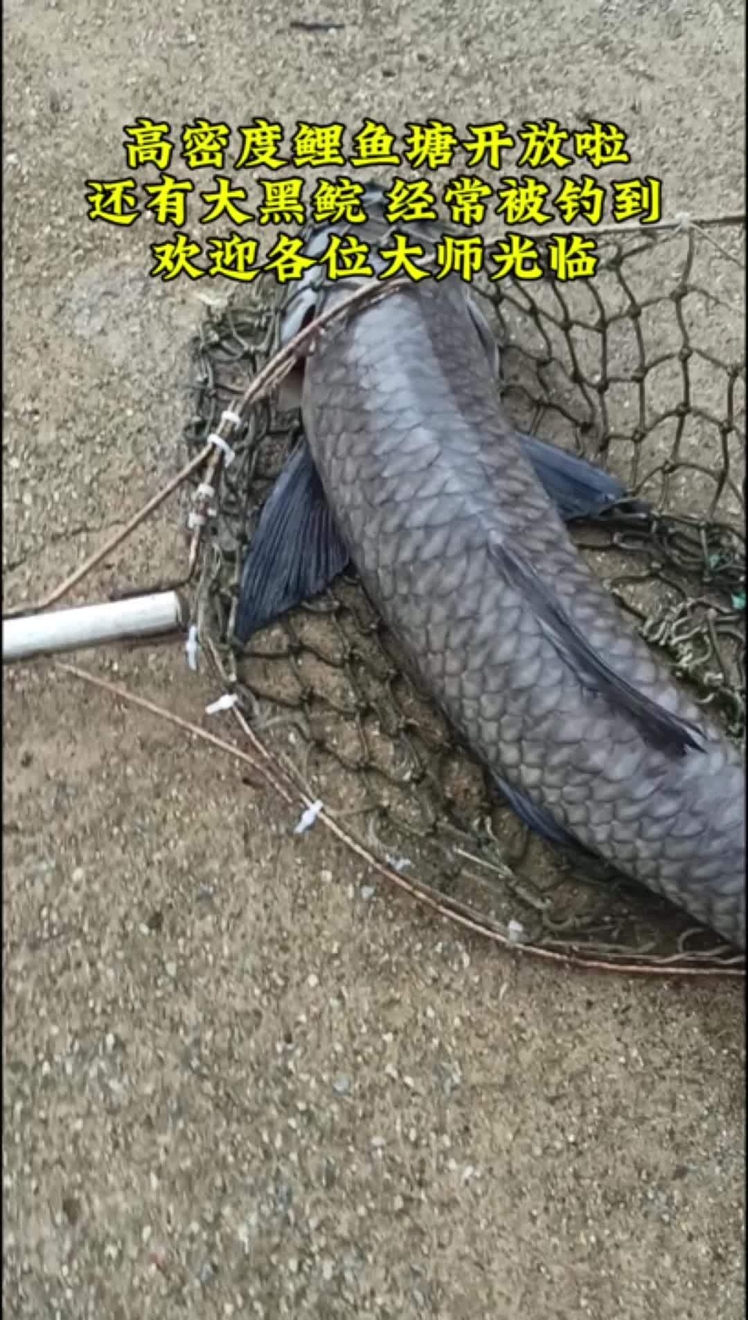 高密度鲤鱼塘开放啦,还有大黑鲩 经常被钓到,欢迎各位大师光临 玩转黑坑 黑坑鲤鱼 钓鱼人就