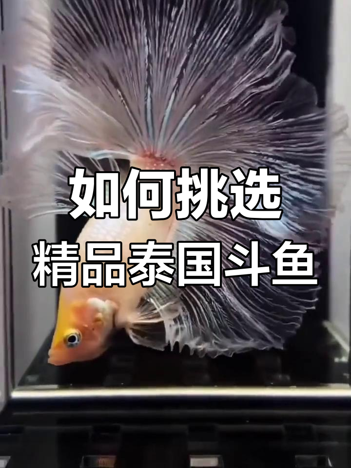 泰国斗鱼半月选育技巧