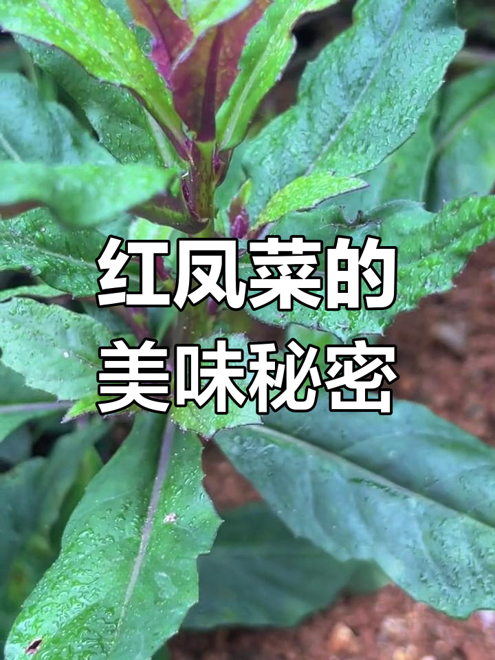 补血菜,农村常见野味,红凤菜的独特美味