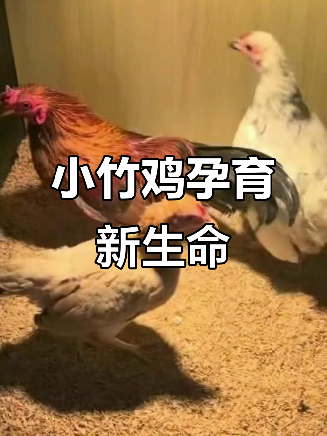 越南小竹鸡配对成功,期待后代能带来惊喜