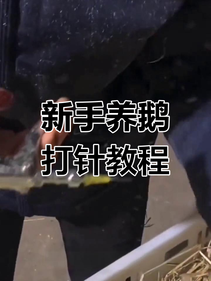 新手如何给鹅打针?技巧与注意事项全解析