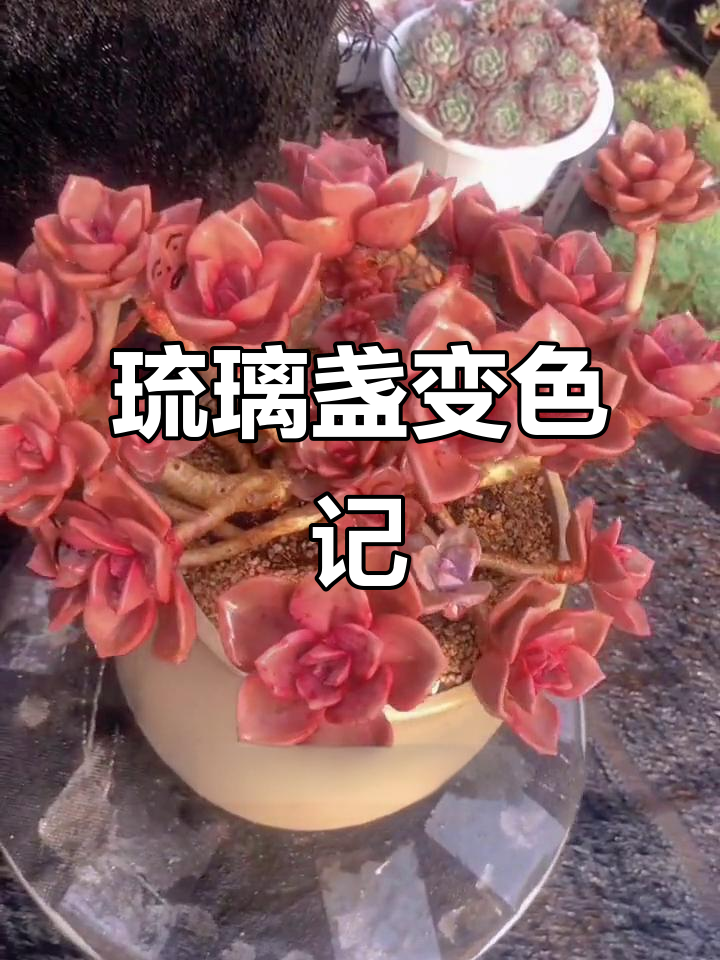 琉璃盏多肉:从彩虹糖突变到猪肝色,养护技巧揭秘