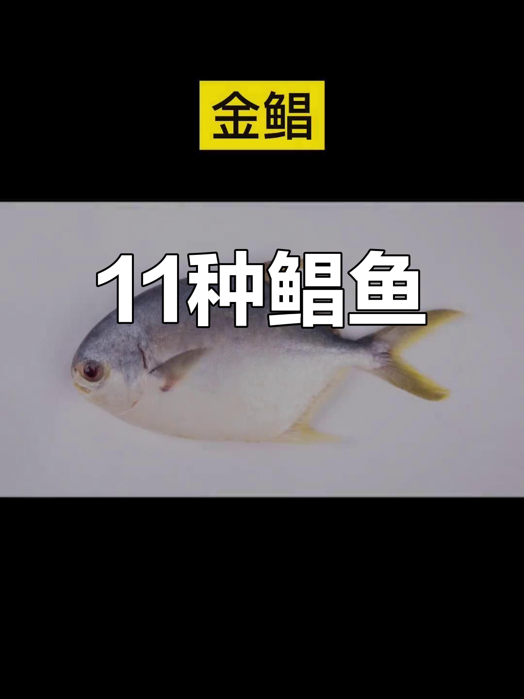 11种常见鲳鱼种类解析