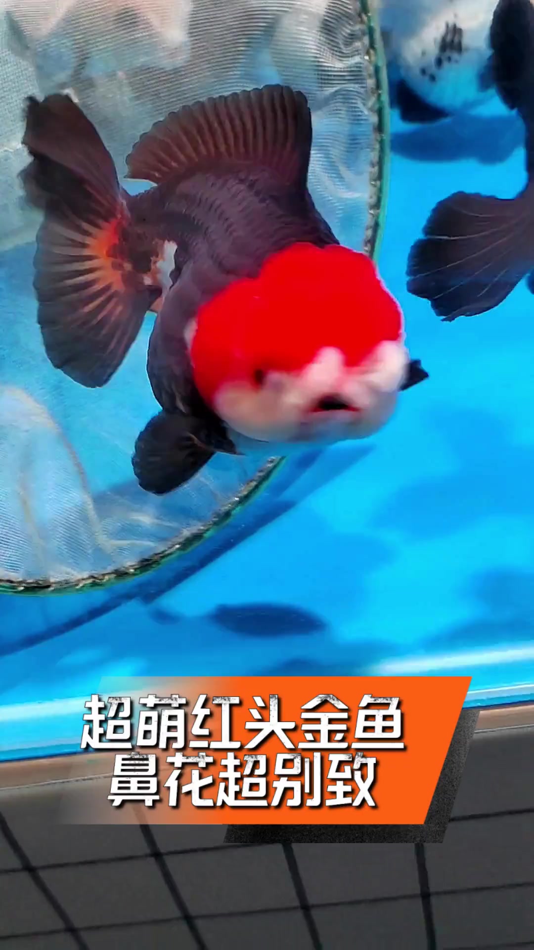 超萌红头金鱼,鼻花超别致