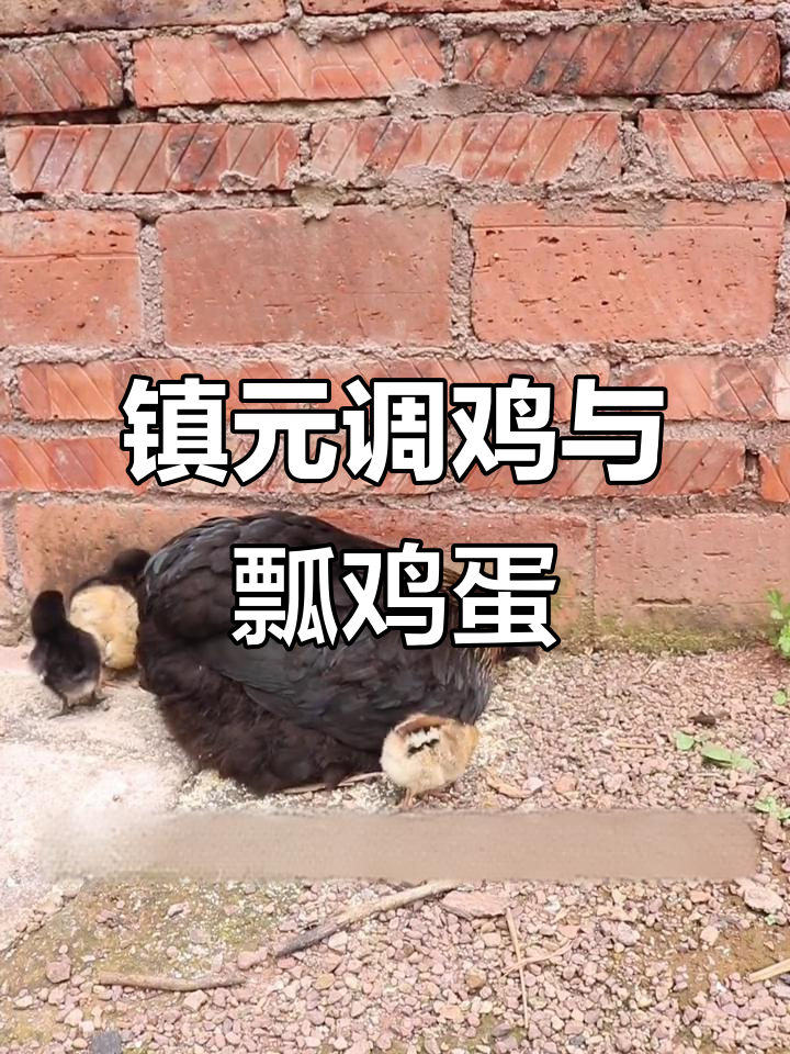 镇沅瓢鸡:云南特色优质种蛋,可孵化金种传承