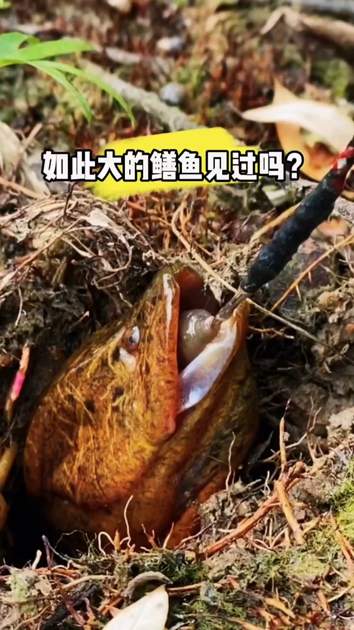 安徽合肥发现全网最大鳝鱼王,打破浙江最大