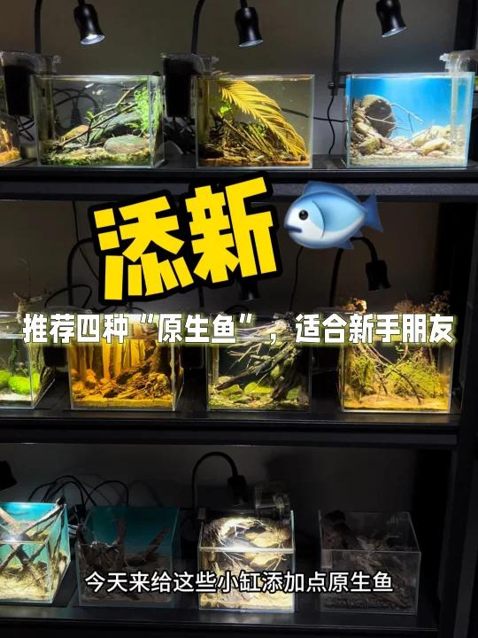推荐四种“原生鱼”适合新手朋友