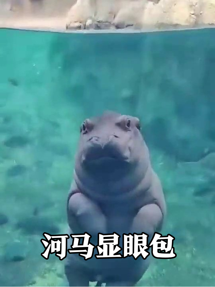 小河马水中整活名场面:站立耍帅撞玻璃,红盆泡澡萌化了