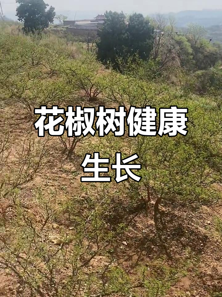 韩城大红袍花椒树长势喜人,防虫工作不容忽视
