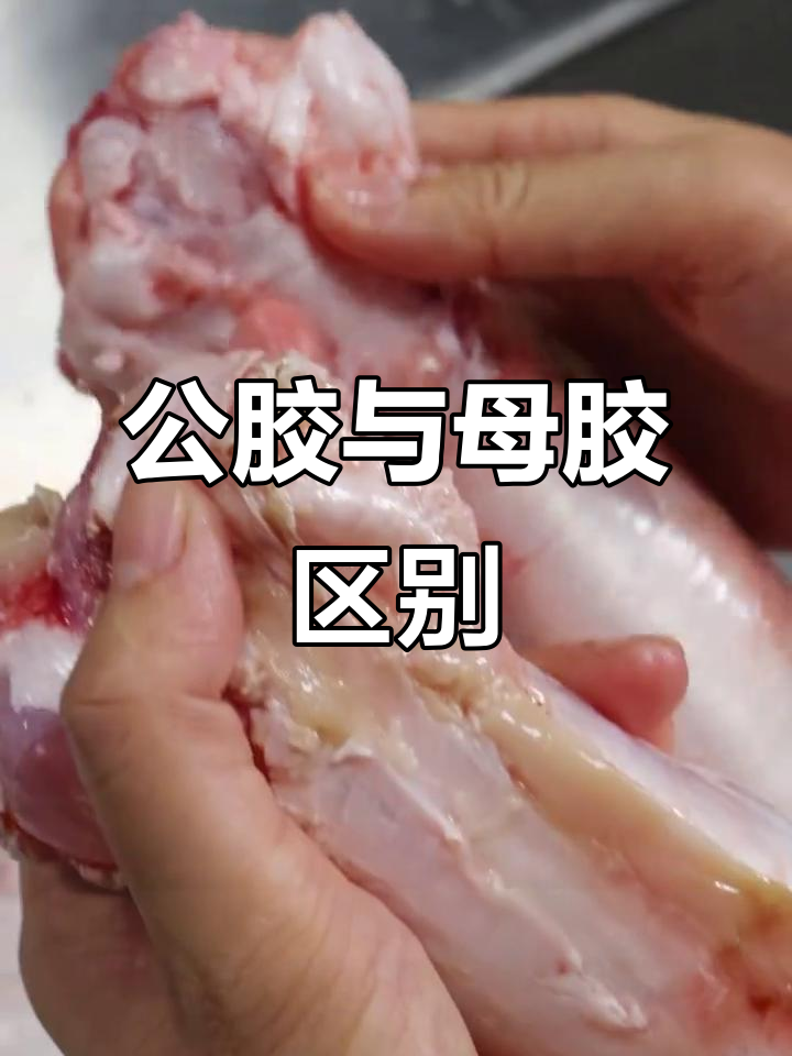 土鳘与赤嘴的区别:公胶和母胶的辨别技巧