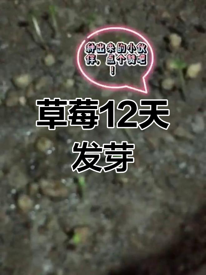 草莓种子12天发芽,五一假期后惊喜连连