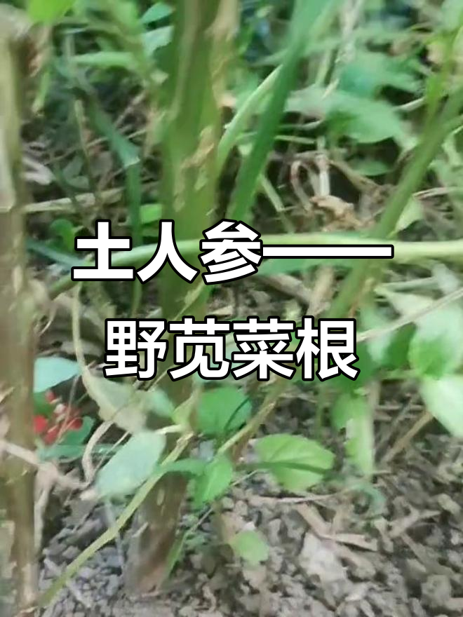 野苋菜根被称“土人参”,南方人最爱,晒干煲汤更美味