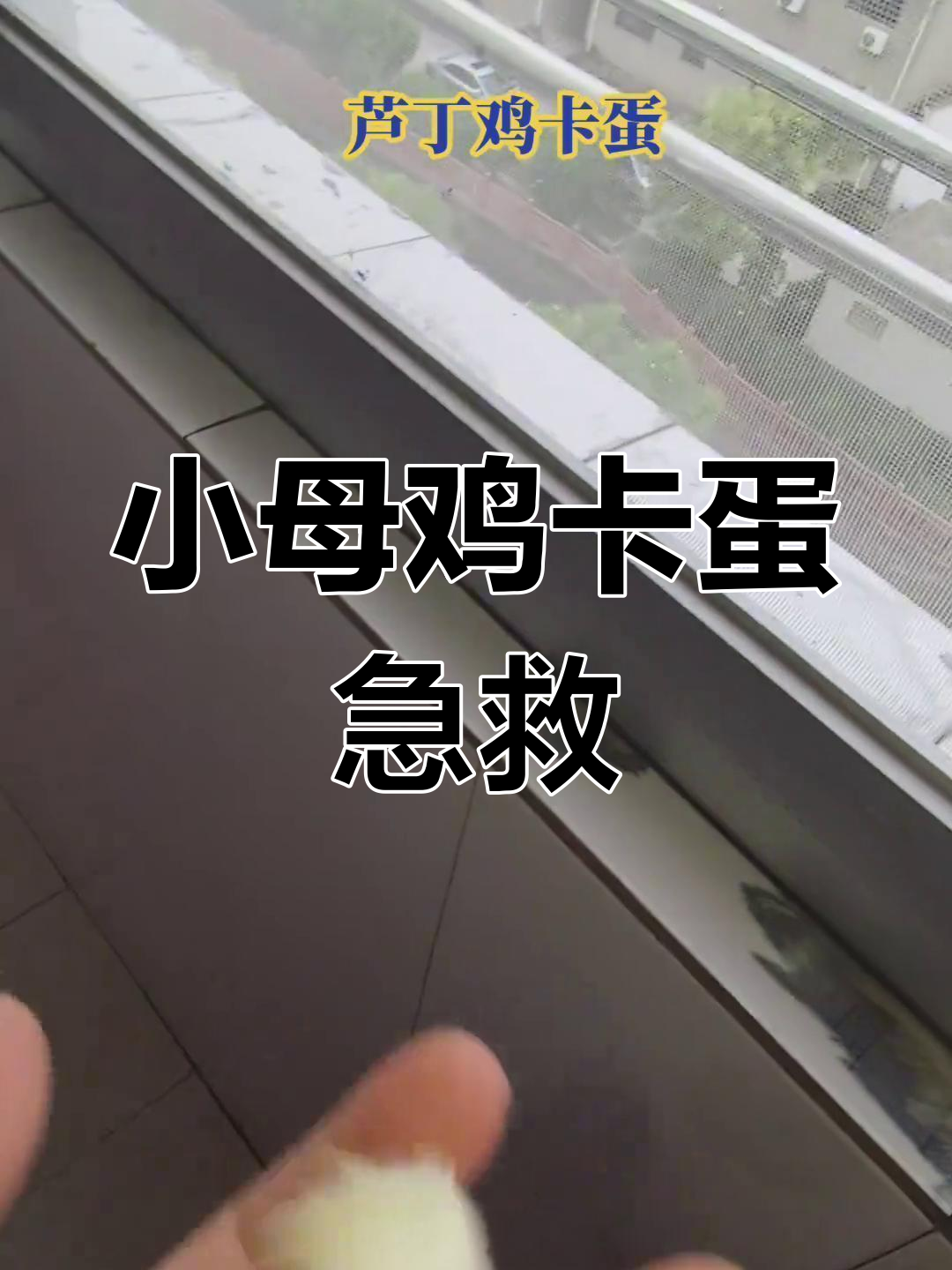 芦丁鸡卡蛋了,及时救助让它重生