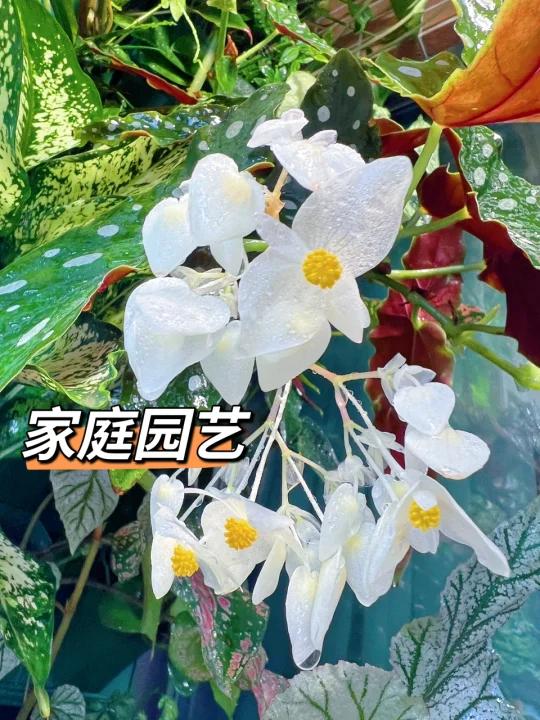 鳟鱼秋海棠、人参、葡萄、无土栽培、扦插等都种成功了 我家植物划分为几个品类,绿植、果树、中