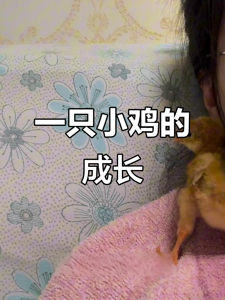 小鸡成长记:从蛋到成年的蜕变过程