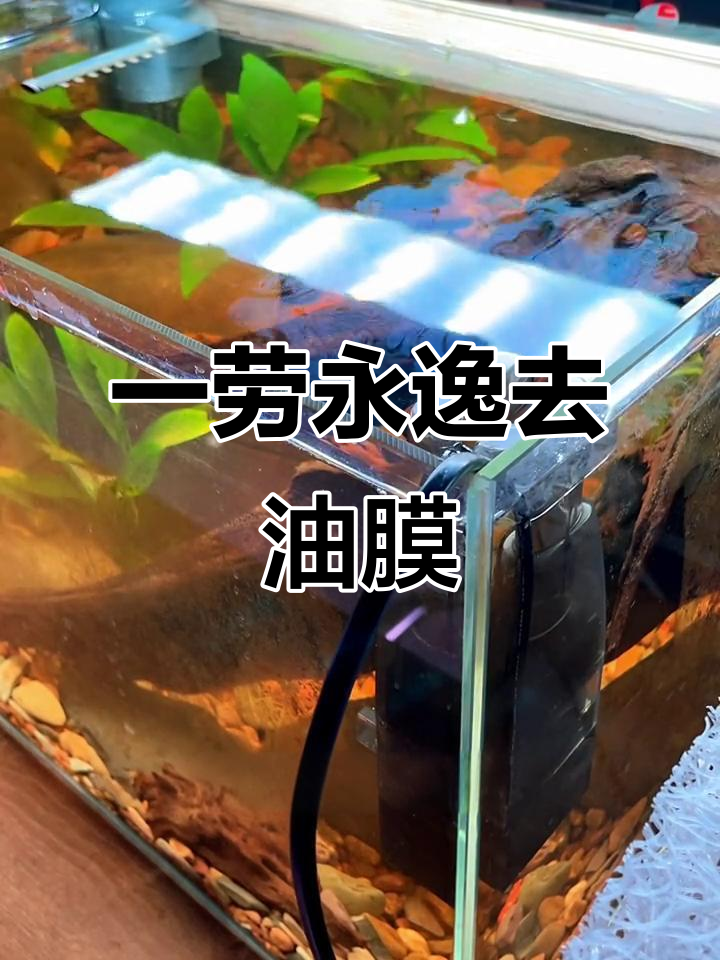鱼缸油膜不再烦恼,除油膜器让水面清爽如新