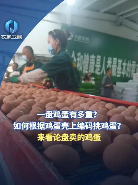 一盘鸡蛋有多重?如何根据鸡蛋壳上编码挑鸡蛋?来看论盘卖的鸡蛋