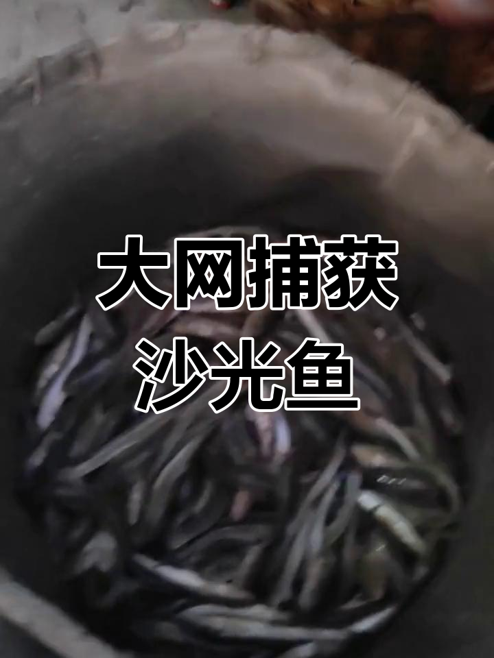 连云港沙光鱼大丰收,一网捕捞600斤,价格亲民!