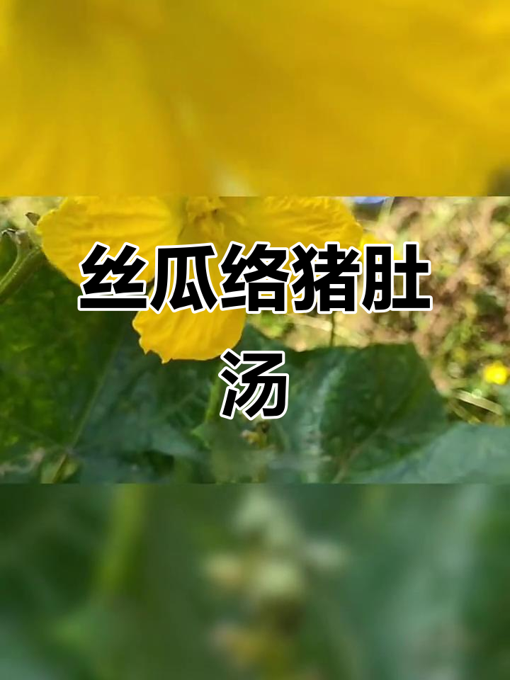 丝瓜络别再扔，煮汤煲猪肚，营养又美味