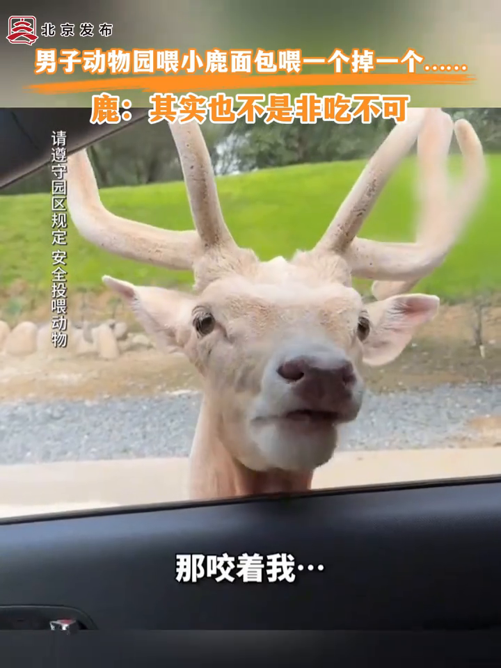 男子动物园喂小鹿面包喂一个掉一个……鹿:其实也不是非吃不可