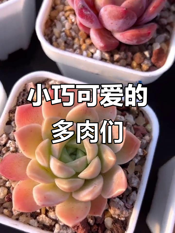 精致小肉肉的魅力,多肉直播带你一起看!