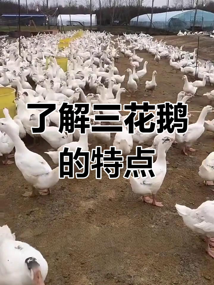 三花鹅养殖全解析:品种、生长与市场前景