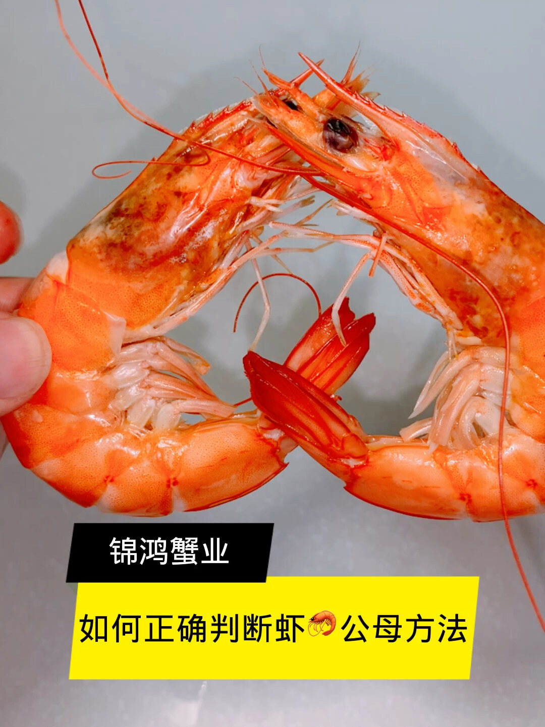 如何正确判断大虾公母方法?