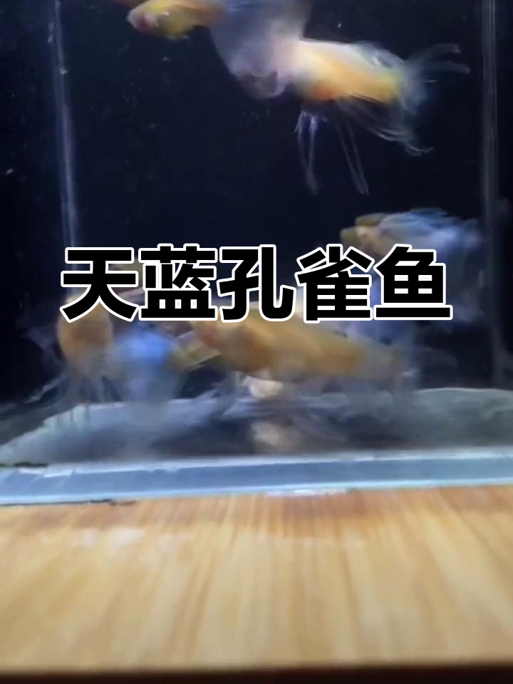 天空之蓝孔雀鱼:水中蓝天白云