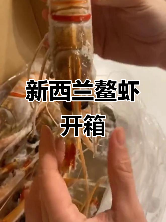 澳洲最甜鳌虾开箱,新西兰美味来袭!