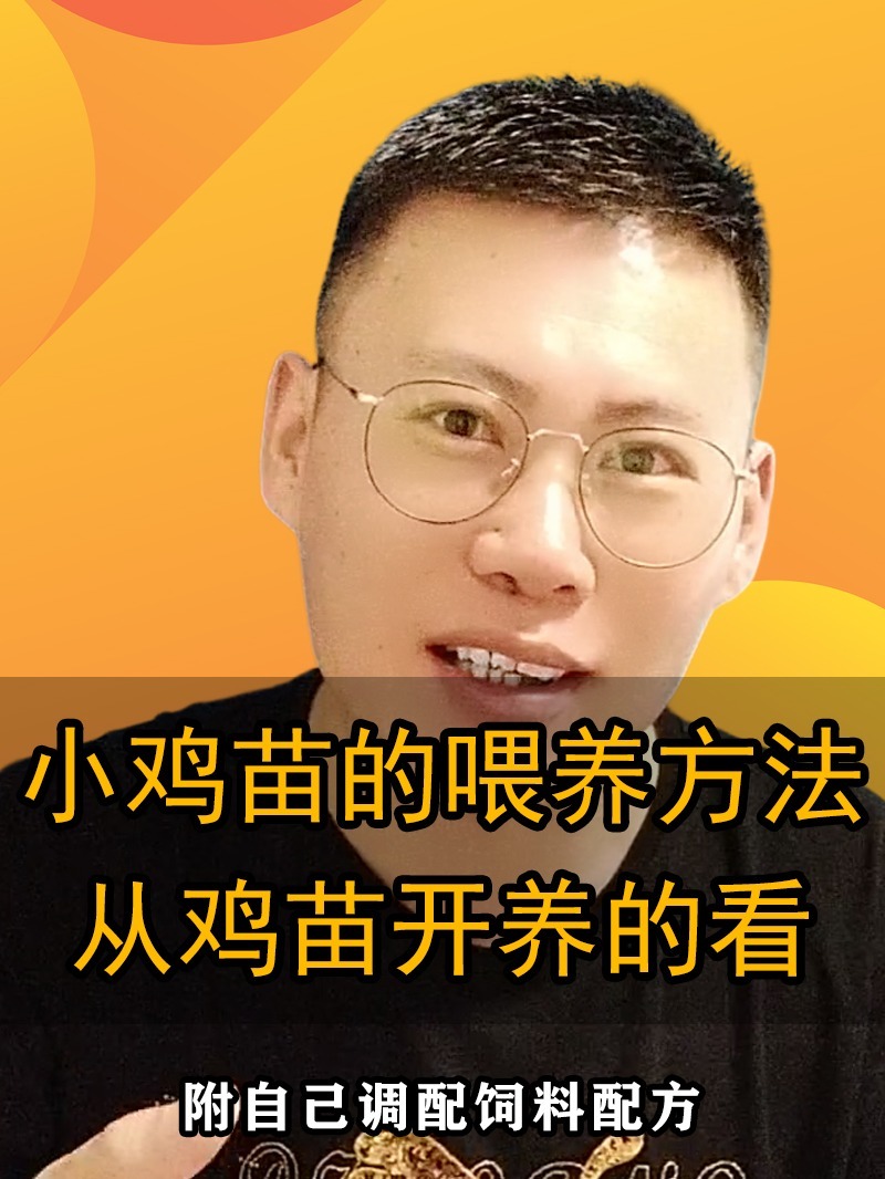小鸡苗的喂养方法,从鸡苗开养的看过来