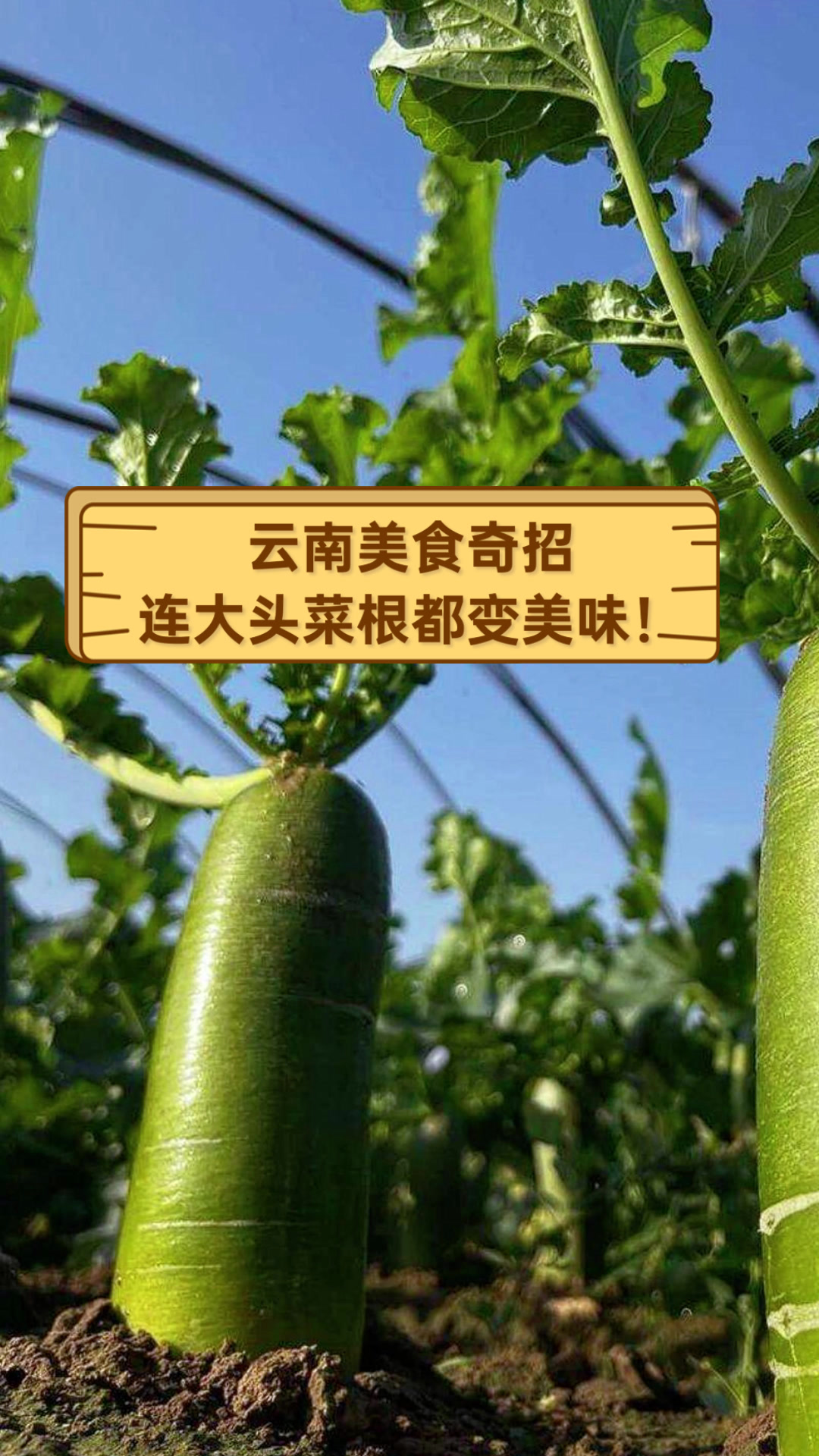 云南美食奇招,连大头菜根都变美味!