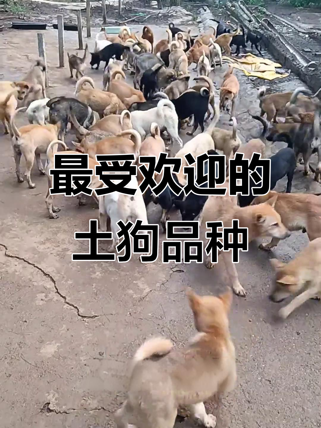 土狗改良秘籍:最适合做肉狗的品种搭配