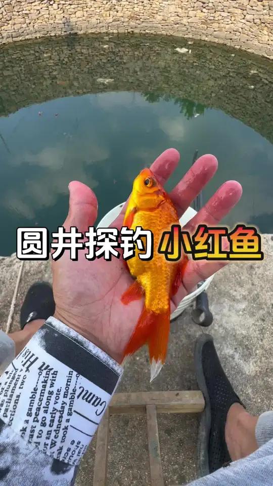 圆井探钓 想不到山下的大井里竟然有这么多的小红鱼