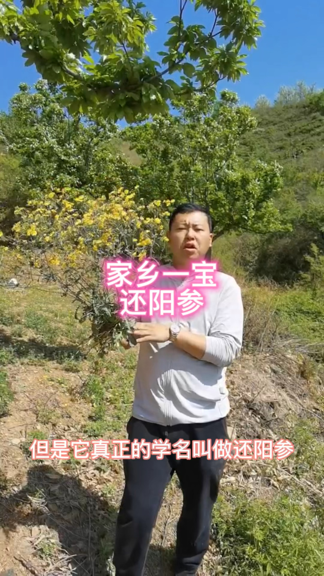 家乡一宝 还阳参