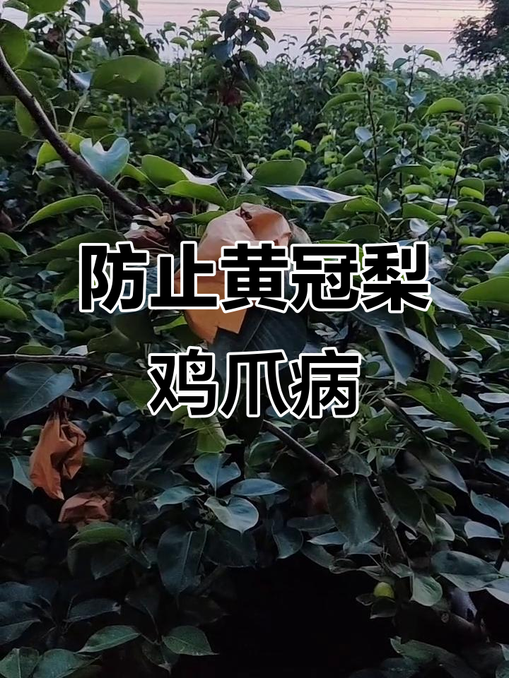 黄冠梨鸡爪病发生原因及预防措施