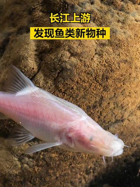「长江上游发现新物种——“贵阳金线鲃”」科研人员在长江上游乌江流域一溶洞地下河进行野外调查